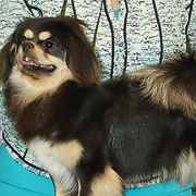Whiskey - Tibetan Spaniel