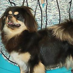 Whiskey - Tibetan Spaniel