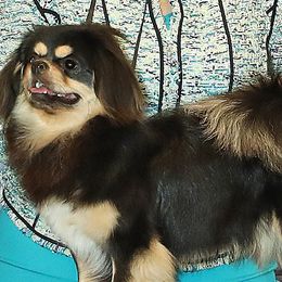 Whiskey - Tibetan Spaniel