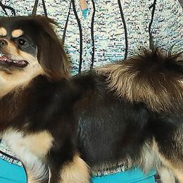 Whiskey - Tibetan Spaniel