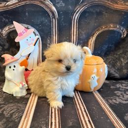 Jack - Cream and white male Shih Tzu puppy in Success, Missouri from Sweet Success