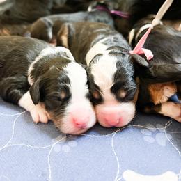 Bernedoodle, Goldendoodle, and Poodle Puppies from Teddy Doodles & Standard Poodles