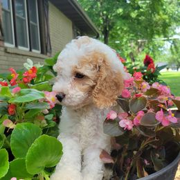 Belinda - Buff and white female Cockapoo puppy in Missouri from KDK Missouri Miniature Poodles