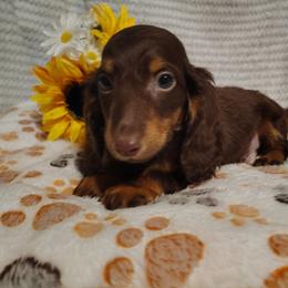 Jayde - Chocolate and tan male Dachshund puppy in Hudson, Michigan from Mittentail Kennel Miniature Dachshunds & Australian Shepherds