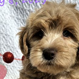 Cavapoos, Goldendoodles, and Labradoodles from Curls and Camo Pups