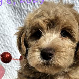 Cavapoos, Goldendoodles, and Labradoodles from Curls and Camo Pups