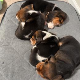 Basset Hound Puppies from Basset farms