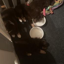 Toy Australian Shepherd puppies from River's Edge Toy Australian Shepherds