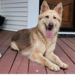 Avita - German Shepherd
