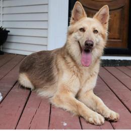Avita - German Shepherd