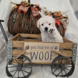 Jack - White male Assorted Doodle Crosses puppy in Yucaipa, California from Mini Doodle Dandies