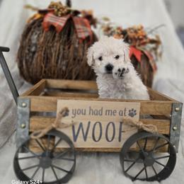Jack - White male Assorted Doodle Crosses puppy in Yucaipa, California from Mini Doodle Dandies