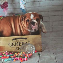 Bulldog Puppies from Dampier Bulldogs Mo