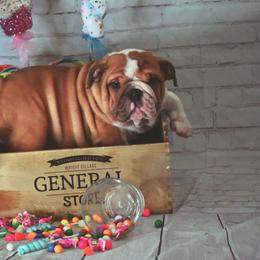 Bulldog Puppies from Dampier Bulldogs Mo
