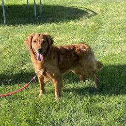 Buckley - Golden Retriever