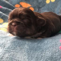 Oliver Twist - Chocolate male Shih Tzu puppy in Milton, Florida from Shih tzu adventures of Santa Rosa Florida