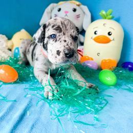 Dain - Merle male Great Dane puppy in Climax, Michigan from Beaver Creek Danes