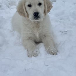 Pink - Golden Retriever puppy in Linden, Michigan from High Society Farm