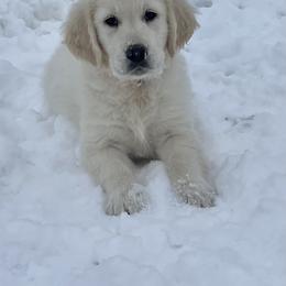 Pink - Golden Retriever puppy in Linden, Michigan from High Society Farm