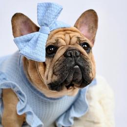 Biscotti - French Bulldog