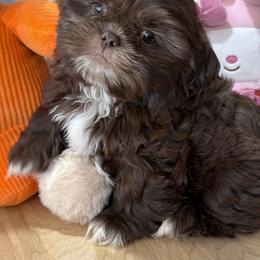 Choco - Chocolate male Shih Tzu puppy in Ocala, Florida from Mimi's Shih-tzus of Ocala