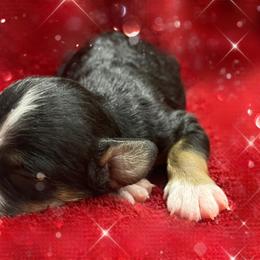 Autumn - Tri-color female Bernedoodle puppy in Atlanta, Georgia from RockaDoodles