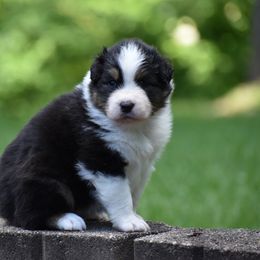 Boy 1 - Black tri-color male Australian Shepherd puppy in Pilot, Virginia from Obsidian Australian Shepherd