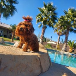 CHLOE - Poodle