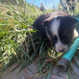 Princess - Black and white female American Corgi puppy in Tonasket, Washington from Highland corgis
