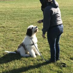 Saint Berdoodle Puppies from My-T Saint Berdoodles