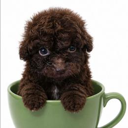 Abel - Brown male Poodle puppy in Jarrell, Texas from Grapeshot Poodles & Doodles