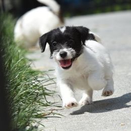 Edy Boy 1 - White and black male Russell Terrier puppy in Middletown, Virginia from DBF Russell Terriers