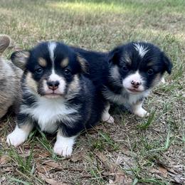 Girl 1 - Red female Pembroke Welsh Corgi puppy in Ocala, Florida from Rivermont Farm