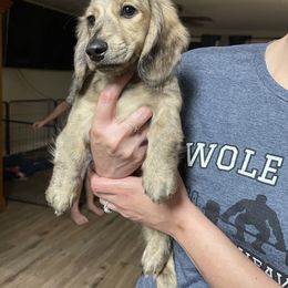 Dachshund Puppies from LovelylilDoxies