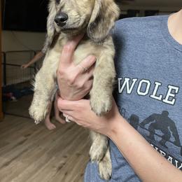 Dachshund Puppies from LovelylilDoxies