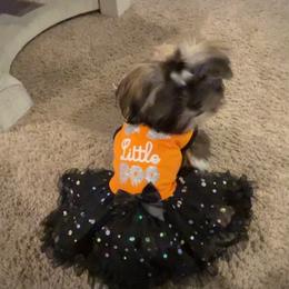 Shih Tzu All Grown Up from P and J Farms