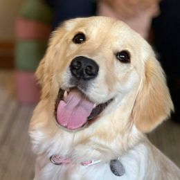 Denali - Golden Retriever