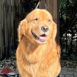 German Shepherd and Golden Retriever Puppies from Vom Bethel