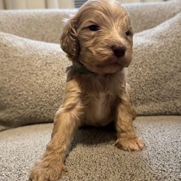 Oakley (green) - Apricot male Goldendoodle puppy in Belleville, New Jersey from New Jersey Doodles and Frenchies
