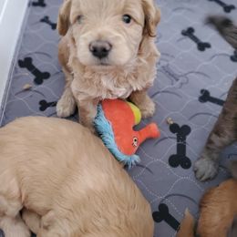 Aussiedoodle and Bernedoodle Puppies from Color Country Doodles