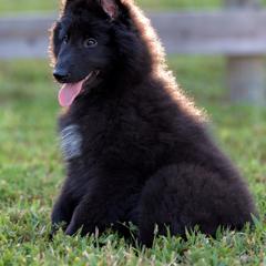 Felix - Belgian Sheepdog