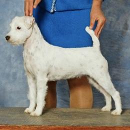 Boxers, Chow Chow, Doberman Pinschers, and Parson Russell Terriers from SouthFork Ranch