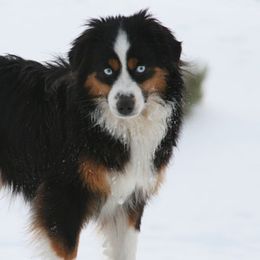 Miniature Australian Shepherds from Cross K Mini Aussies