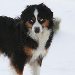 Miniature Australian Shepherds from Cross K Mini Aussies