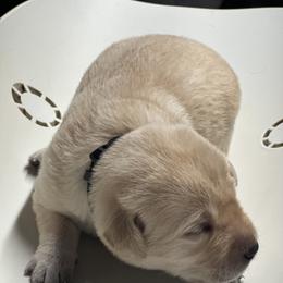 Black - Yellow female Labrador Retriever puppy in Menomonee Falls, Wisconsin from Steppinstone Dog Training and Labradors/BC’s