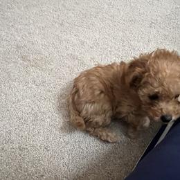 Poodle Puppies from ItalianToyPoodles