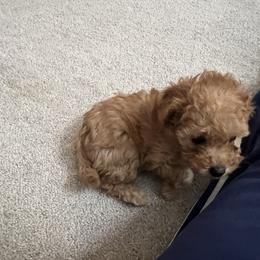 Poodle Puppies from ItalianToyPoodles