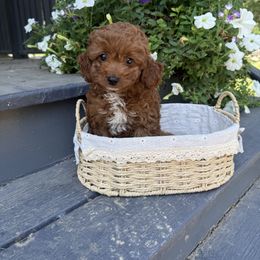 Rocco - Red male Cavapoo puppy in Bozrah, Connecticut from Cedar Creek Farm