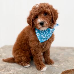 Vivi - Apricot female Goldendoodle puppy in Billings, Montana from Montana Raised Doodles