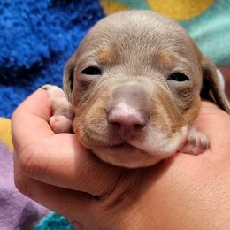 Dachshund Puppies from One Love Doxies